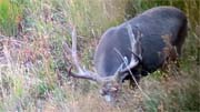 10 Days of Colorado Hunting - Founder's Webcast