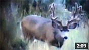 12x9 Monster Muley - Founder's Webcast