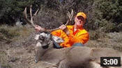 Bud's 30-Inch Wide Colorado Buck