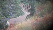 Long Tined Trophy Bucks - Founder's Webcast