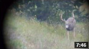 Wyoming Archery Mule Deer Hunt - Founder's Webcast