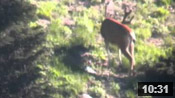 Wyoming Deer Scouting - Founder's Webcast