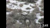 Wyoming Winter Range Bucks